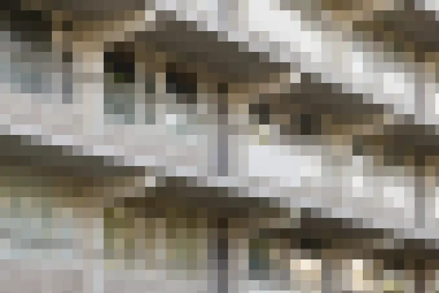 Bachplein 461 Schiedam thumbnail 5