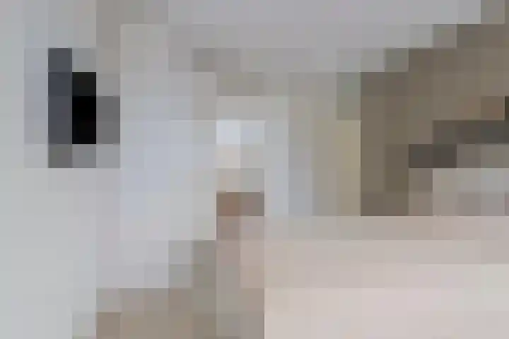 Backermarke 21 Zwolle thumbnail 14