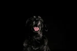 Foto van Baco
