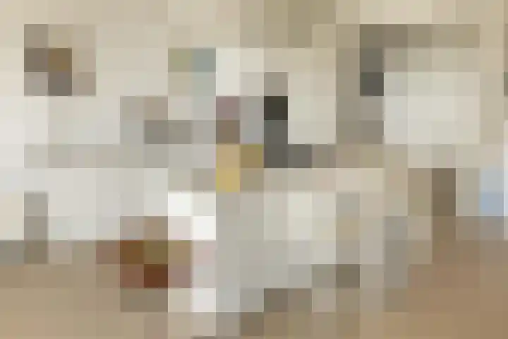 Badhuiskade 117 Amsterdam thumbnail 19