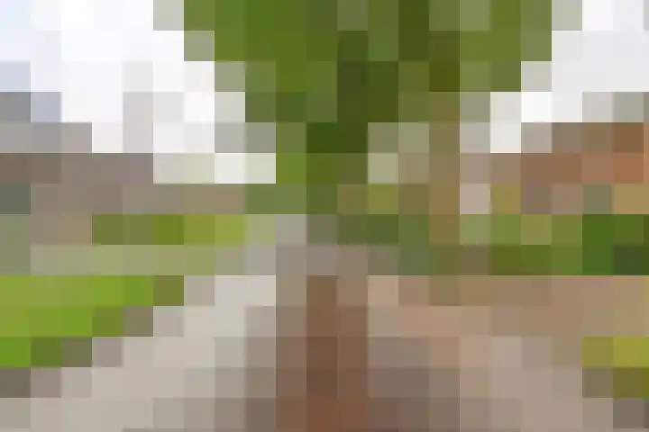 Badhuisweg 5 Exloo thumbnail 4