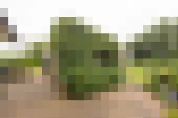 Badweg 82 Meeden thumbnail 38