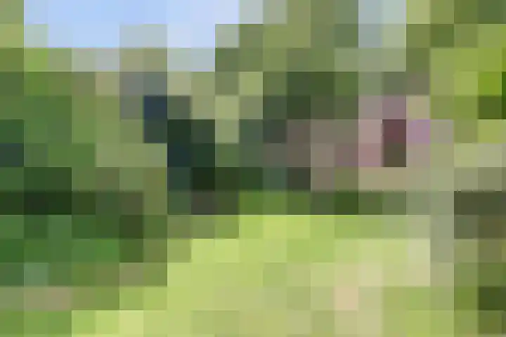 Baerselmansweg 2 B Diepenveen thumbnail 29