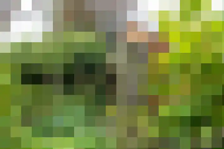 Baggelaar 7 Peize thumbnail 51