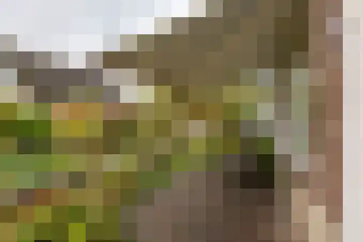 Baggelaar 7 Peize thumbnail 8