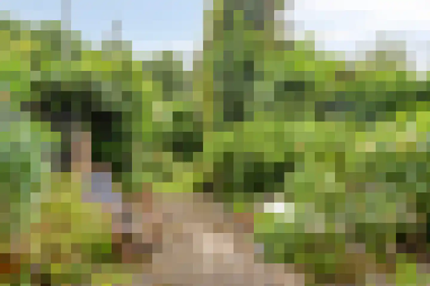 Bagijnenland 10 Edam thumbnail 16