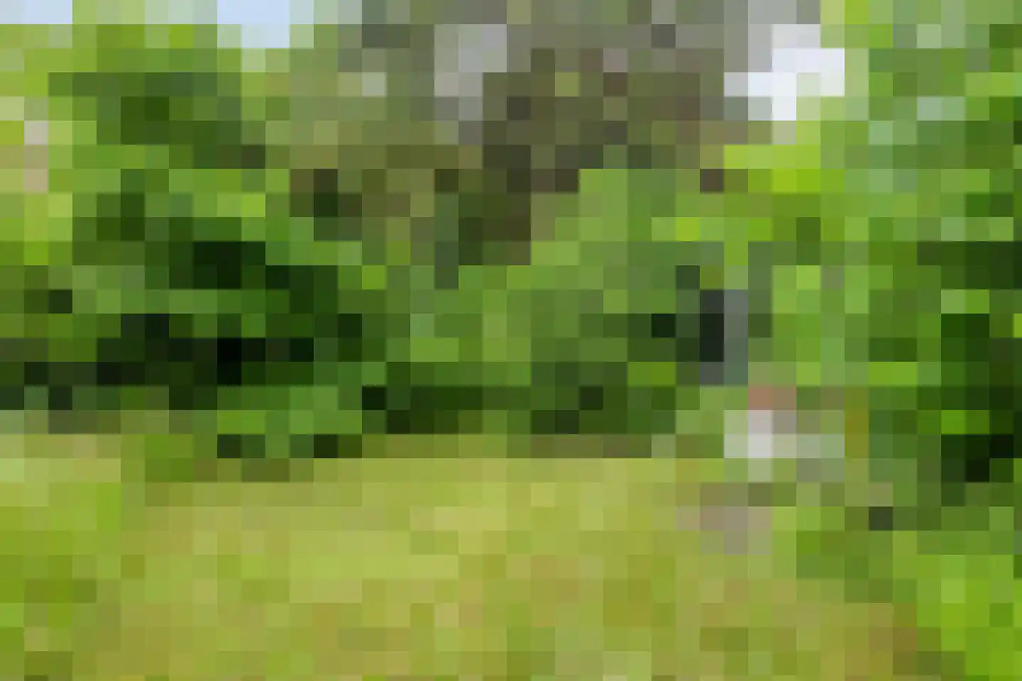 Bagijnenland 10 Edam thumbnail 25