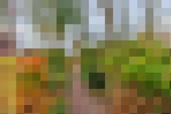 Bagijnenland 3 Edam thumbnail 41