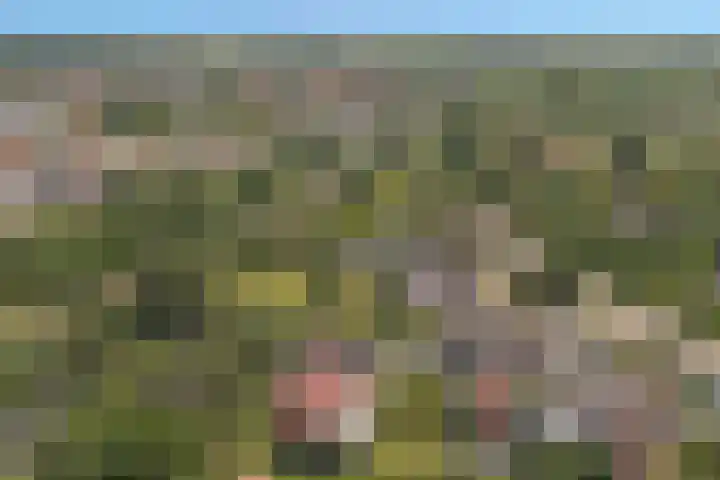 Baken 22 Scharendijke thumbnail 36