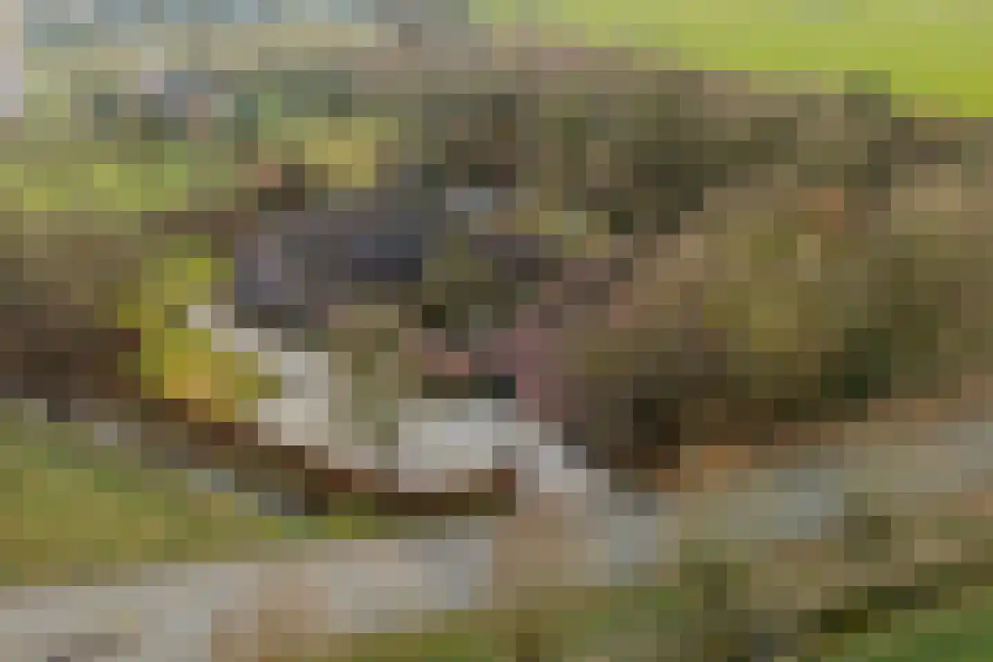 Bakenbosweg 10 Tegelen thumbnail 5
