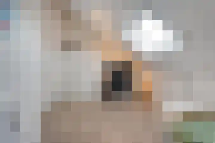Bakhuijs Roozeboomlaan 8 Almelo thumbnail 22