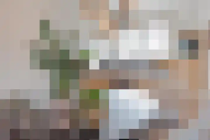 Bakhuuske 49 Hegelsom thumbnail 12