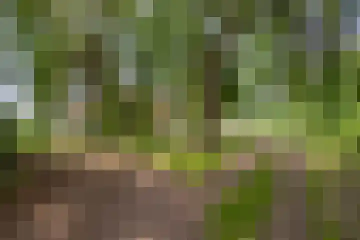 Bakkerom 9 Boerakker thumbnail 31