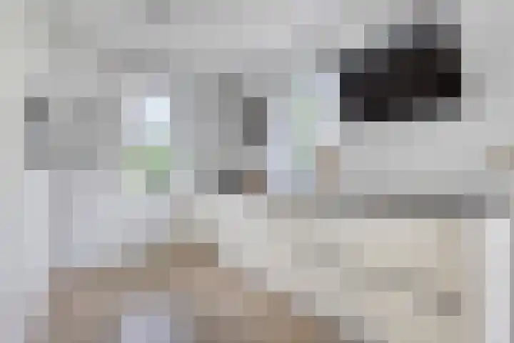 Bakkersland 30 Grijpskerke thumbnail 11