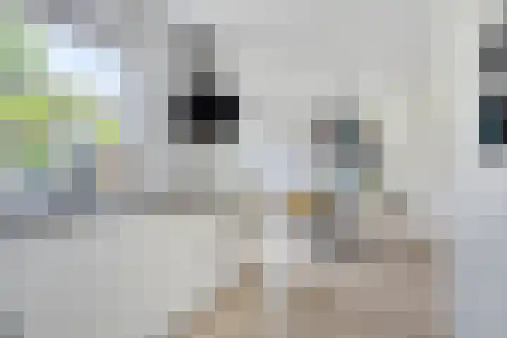 Bakkersland 30 Grijpskerke thumbnail 12