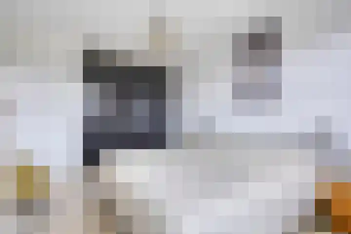Bakkersland 30 Grijpskerke thumbnail 15