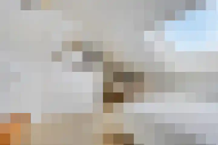 Bakkersland 30 Grijpskerke thumbnail 22