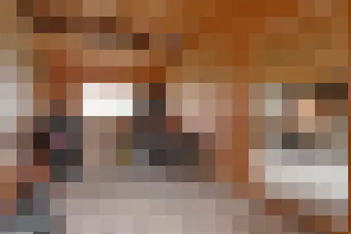 Bakkersveenweg 20 Westerhaar-Vriezenveensewijk thumbnail 40
