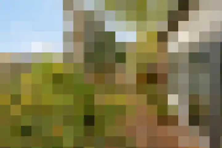Baksweer 202 Raamsdonksveer thumbnail 40
