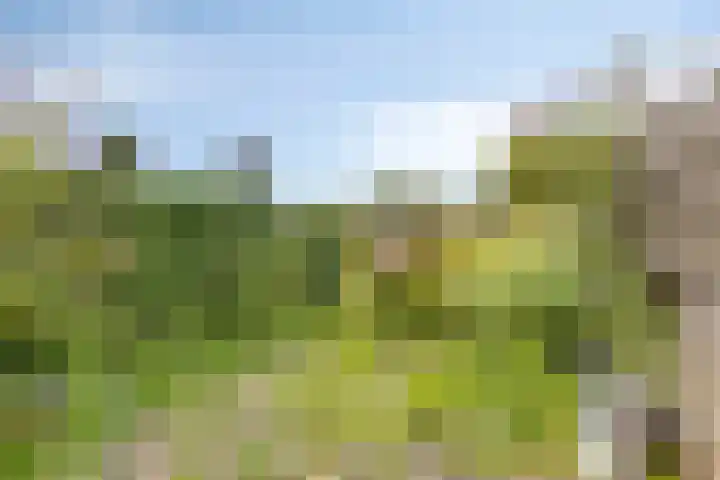 Balie 3 Zierikzee thumbnail 30