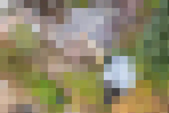 Balijelaan 34 Utrecht thumbnail 38