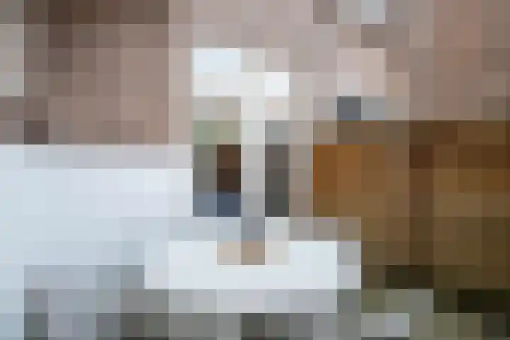 Balijelaan 35 Utrecht thumbnail 20