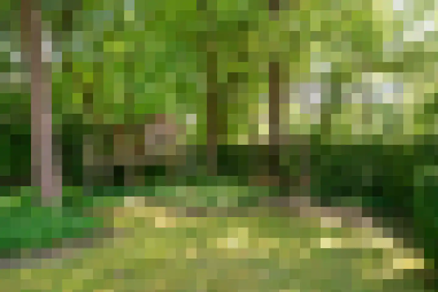 Balijeweg 9 Wolfheze thumbnail 40