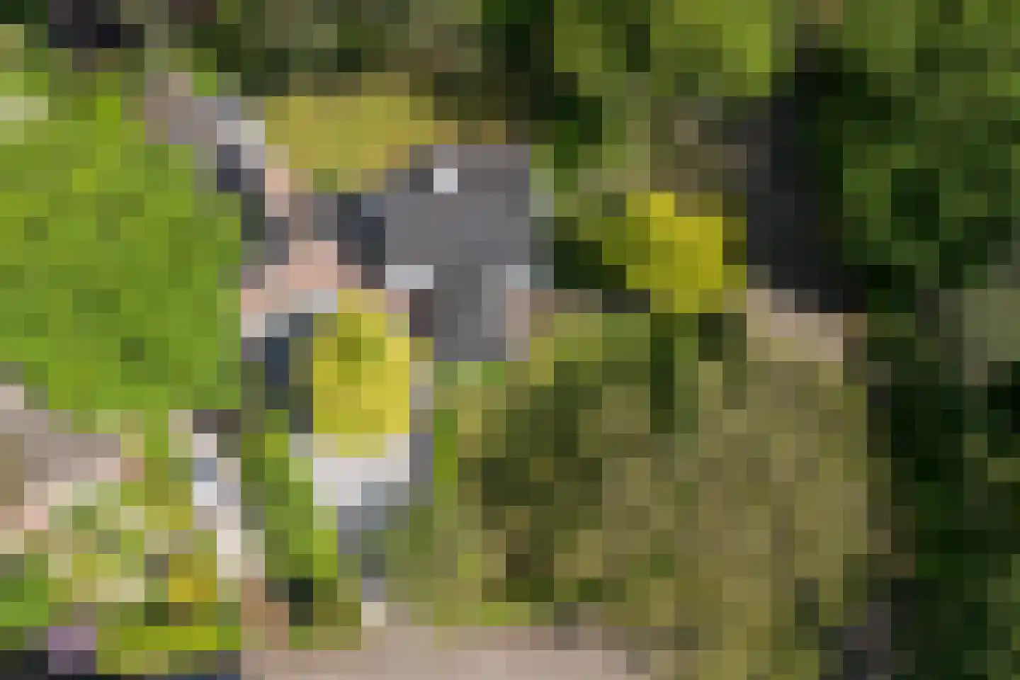 Balijeweg 9 Wolfheze thumbnail 47