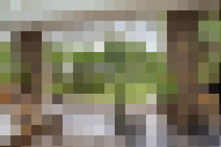 Balisboom 1 Lierop thumbnail 20