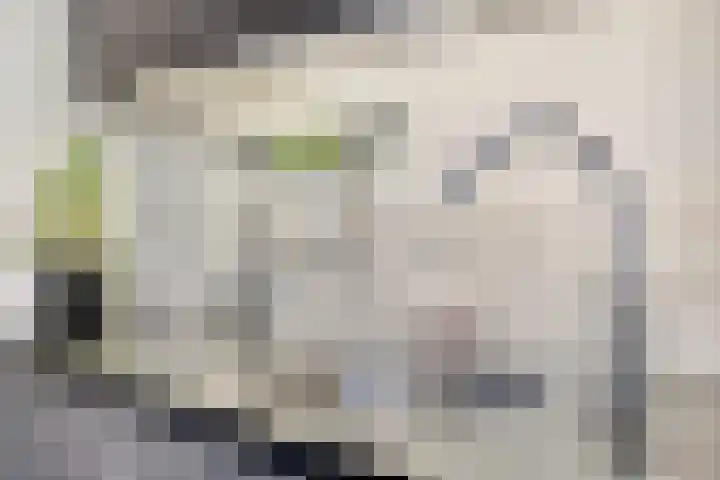 Balisboom 1 Lierop thumbnail 23