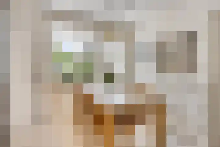Balisboom 1 Lierop thumbnail 25