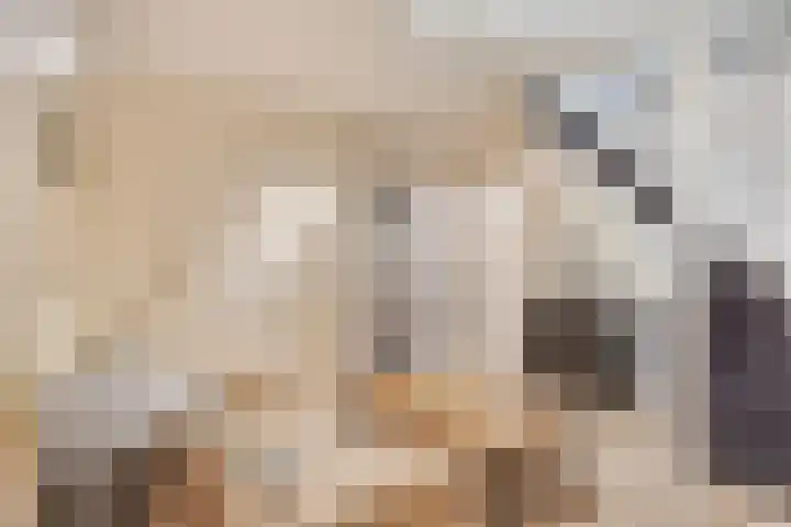 Balisboom 1 Lierop thumbnail 46