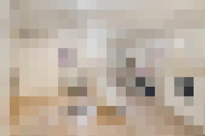 Balisboom 1 Lierop thumbnail 49