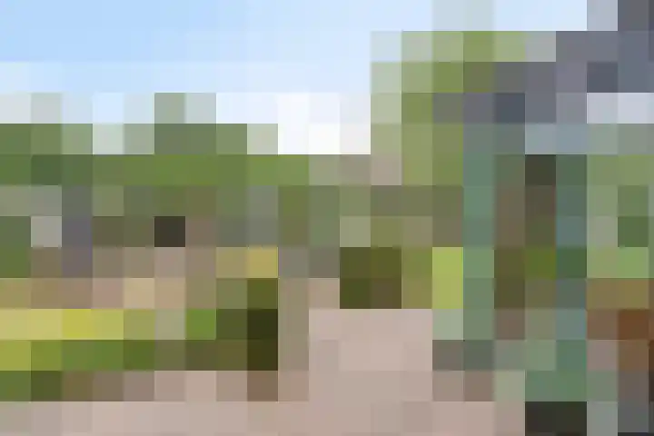 Balisboom 1 Lierop thumbnail 5