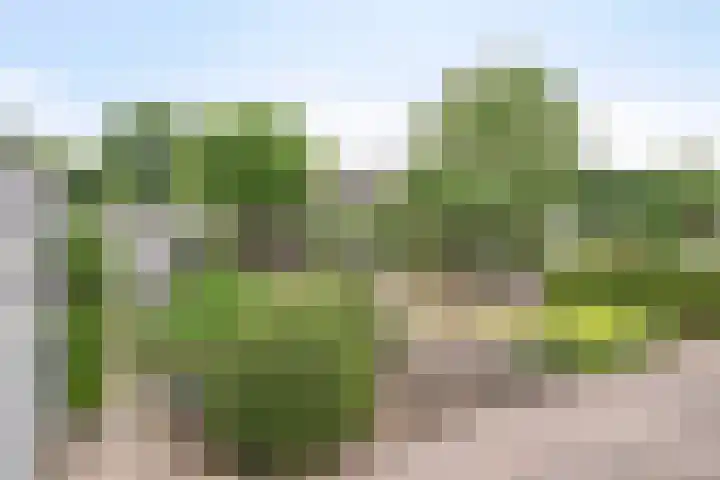 Balisboom 1 Lierop thumbnail 58