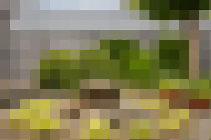Balisboom 1 Lierop thumbnail 59