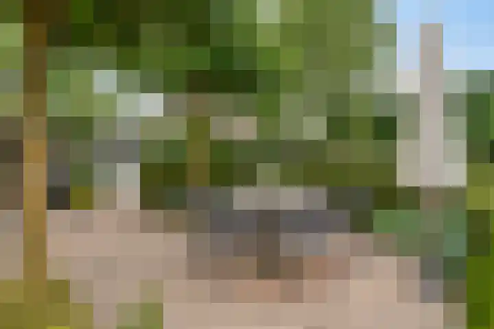 Balisboom 1 Lierop thumbnail 61
