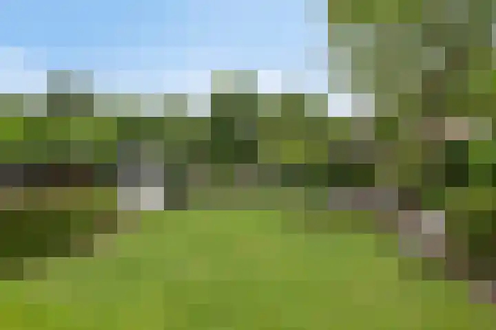 Balisboom 1 Lierop thumbnail 65