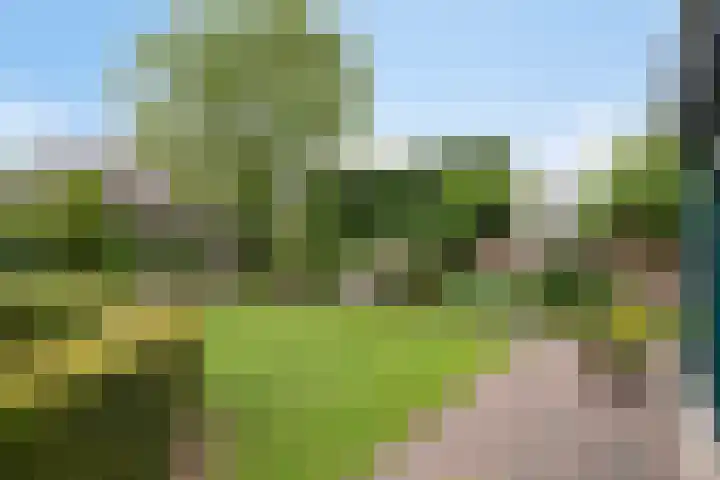 Balisboom 1 Lierop thumbnail 66
