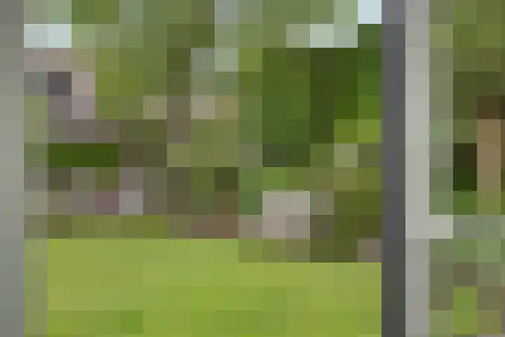 Balisboom 1 Lierop thumbnail 67