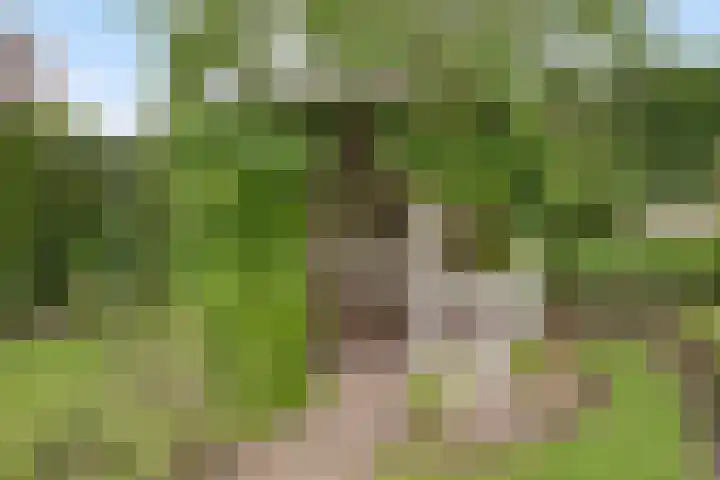 Balisboom 1 Lierop thumbnail 68