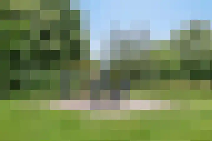 Balisboom 1 Lierop thumbnail 77