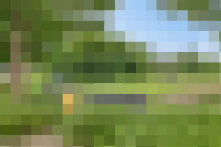 Balisboom 1 Lierop thumbnail 78