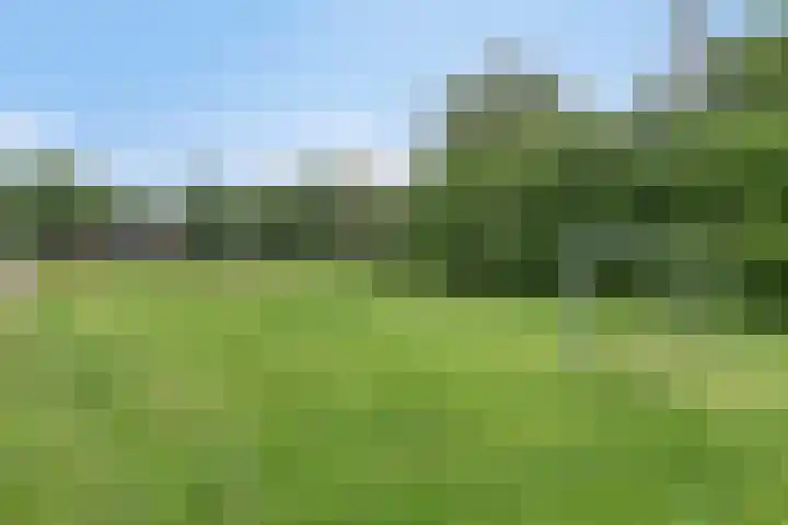 Balisboom 1 Lierop thumbnail 79