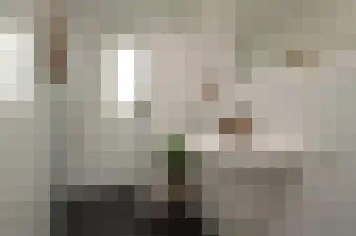 Balisboom 11 a Lierop thumbnail 16