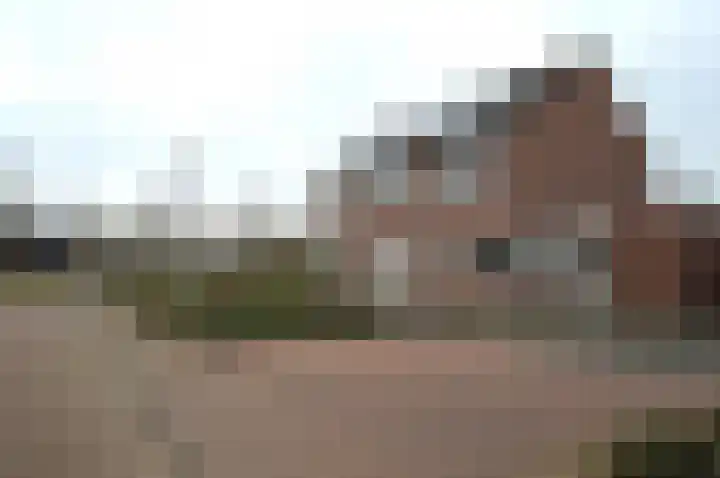 Balisboom 11 a Lierop thumbnail 27