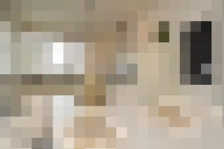 Balisboom 11 a Lierop thumbnail 5