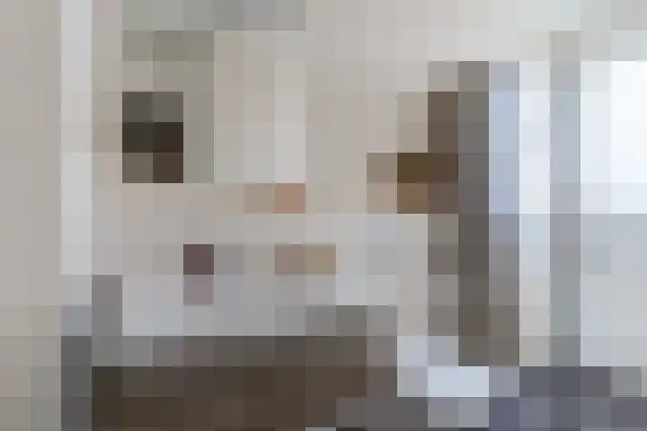 Balisboom 11 Lierop thumbnail 36