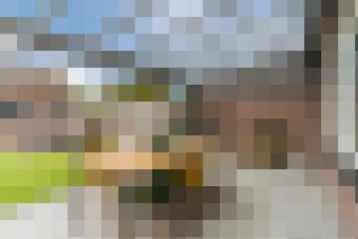 Balisboom 11 Lierop thumbnail 44