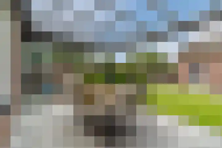 Balisboom 11 Lierop thumbnail 47